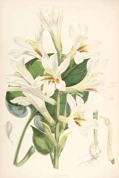 Liliaceae (liliovité) Cardiocrinum** je vysoká, liliím podobná rostlina původem z Číny a Japonska, má velké šupinaté cibule, ze kterých vyrůstají mohutné rostliny s růžicí přízemních srdčitých listů,