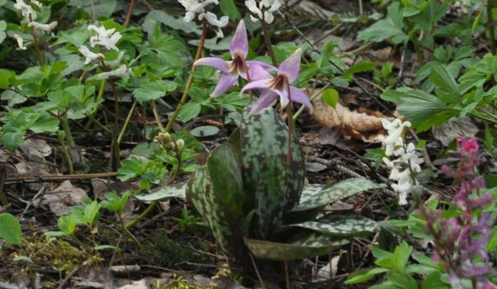 JN Erythronium