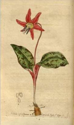 http://www.srgc.org.uk/monthfeature/june2006/erythronium_may_01.