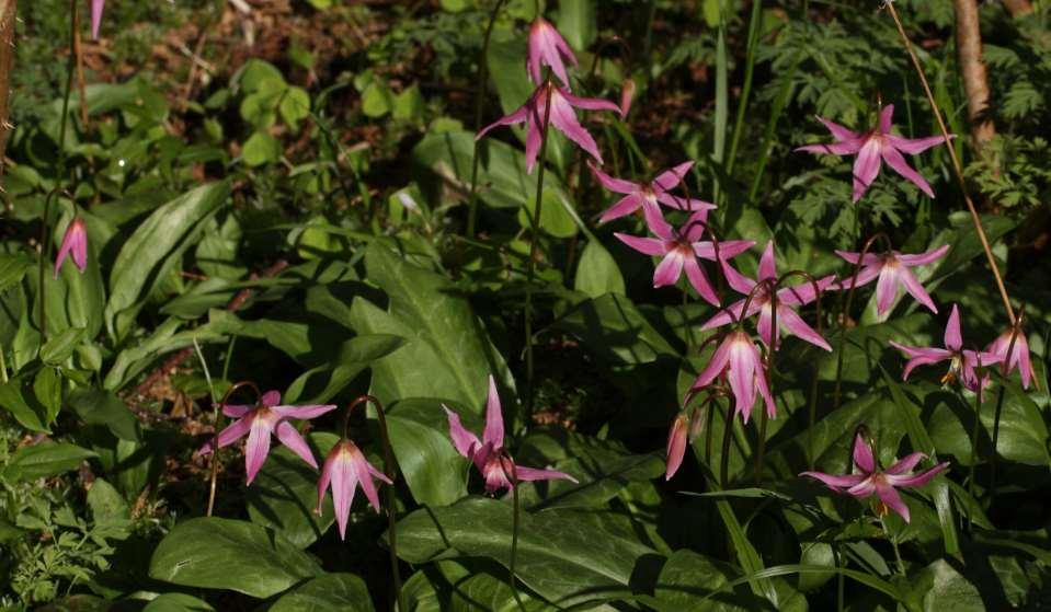 Walter Siegmund (CC BY-SA 2.0) Erythronium revolutum https://upload.