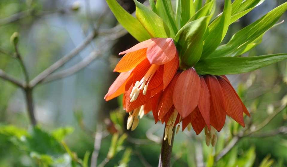 JN Fritillaria