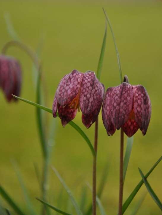 Fritillaria meleagris