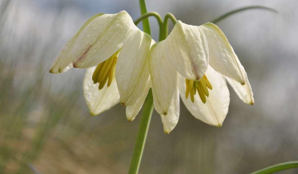 JN Fritillaria meleagris