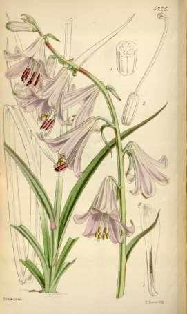 Liliaceae (liliovité) Notholirion** liliím podobná rostlina pocházející z zejména z vysokohorských oblastí střední a východní Asie U nás se pěstuje vzácně, vyžaduje teplé stanoviště s vysokou