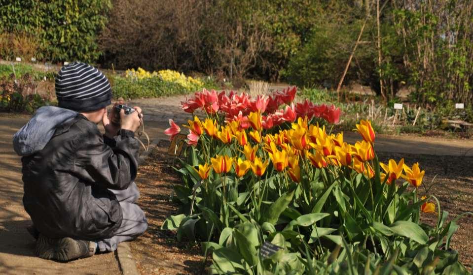 Tulipa