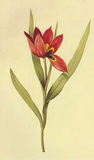 Liliaceae (liliovité) Tulipa (tulipán) Popis: Cibule vytváří jednoleté cibule, cibule má 4-6 dužnatých šupin a
