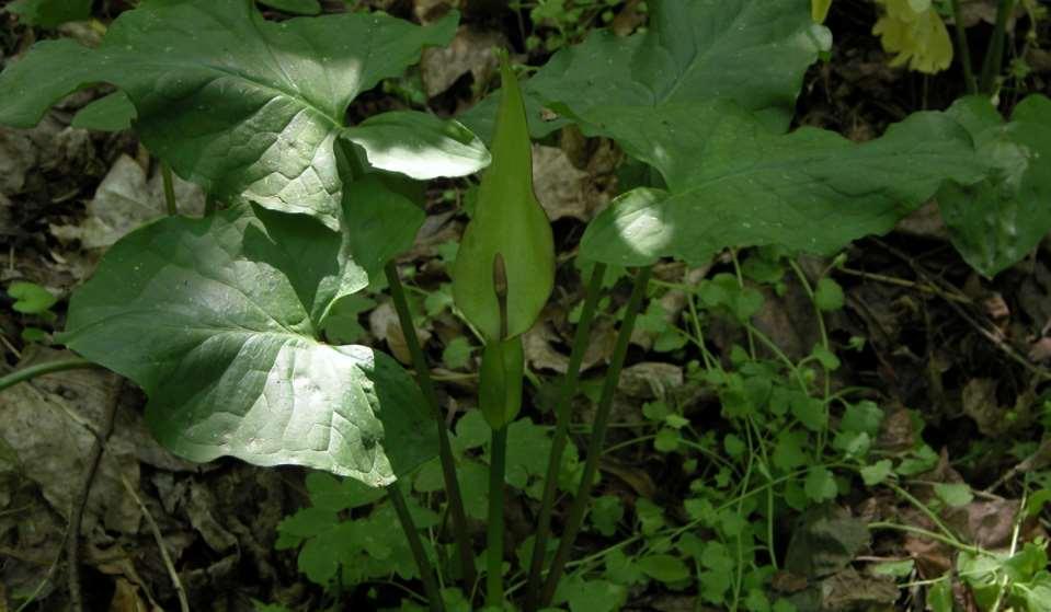 JN Arum cylindraceum (áron