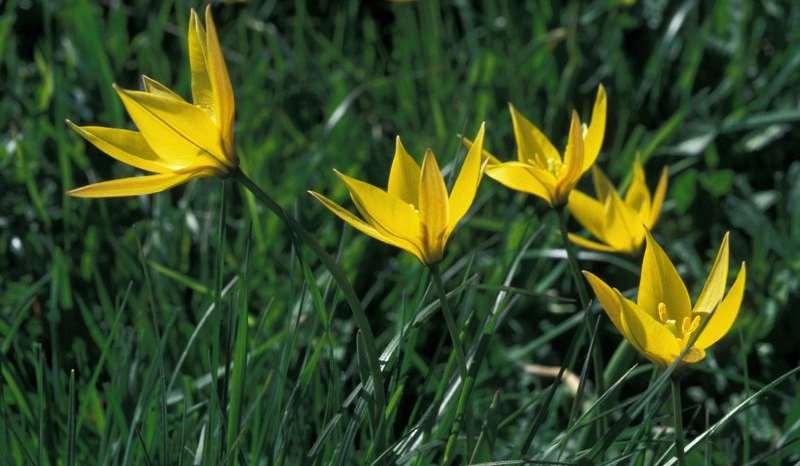 Saxifraga-Jan van der Straaten Tulipa sylvestris ssp. australis http://www.freenatureimages.