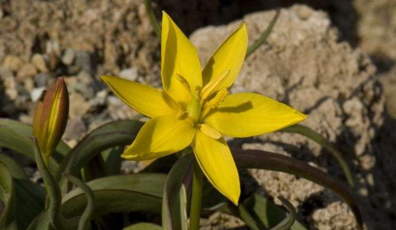 Saxifraga-Willem van Kruijsbergen Tulipa celsiana http://www.freenatureimages.