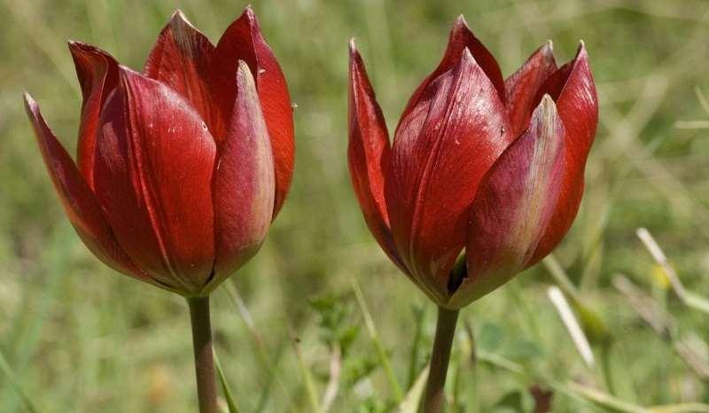 Saxifraga-Jan van der Straaten Tulipa hageri http://www.freenatureimages.