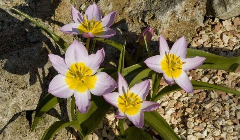 Saxifraga-Willem van Kruijsbergen Tulipa saxatilis http://www.freenatureimages.