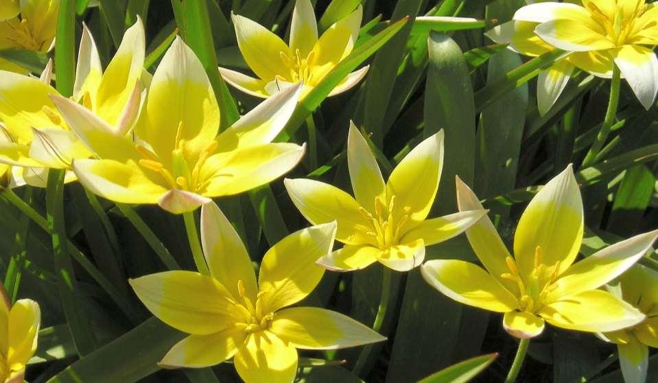 Maja Dumat (CC BY-SA 2.0) Tulipa tarda https://upload.