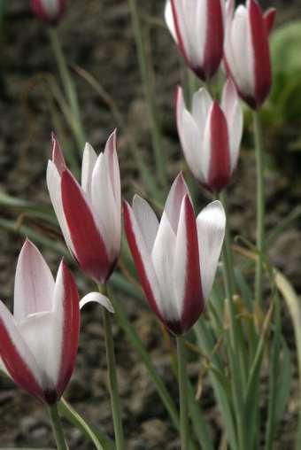 Liliaceae (liliovité) Tulipa (tulipán) - skupina Clusianae Druhy chromozomálně odlišné od ostatních skupin podrodu, nekříží se s nimi, základní barva květu je bílá a červená T.
