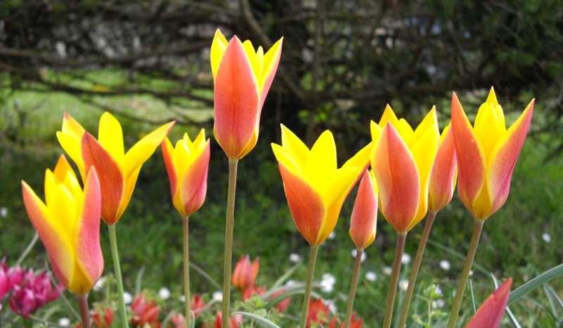 Ghislain118 (CC BY-SA 1.0) Tulipa clusiana var. chrysantha https://upload.