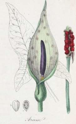 Araceae (áronovité) Arum (áron) Ninjatacoshell (CC BY-SA 3.