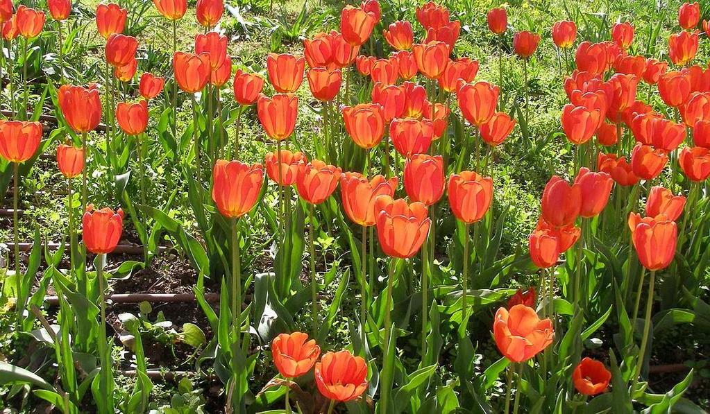 Dina L (CC0 1.0) Tulipa gesneriana https://upload.wikimedia.
