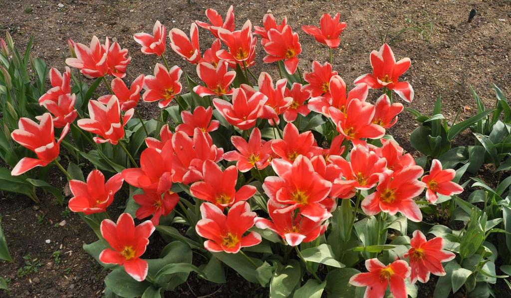 JN Tulipa