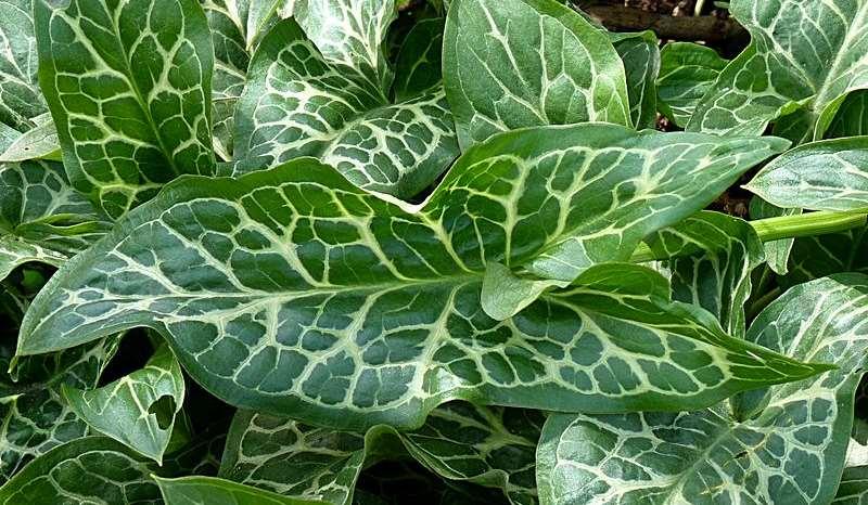 Jamain (CC BY-NC-ND 2.0) Arum italicum 'Pictum' https://upload.wikimedia.