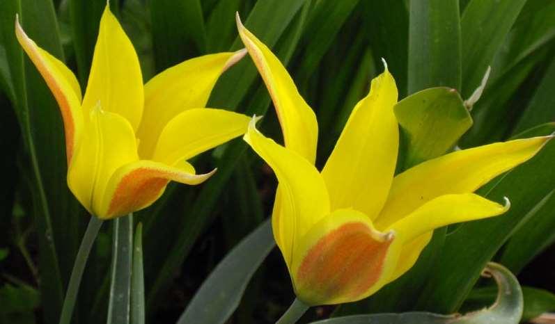 Ghislain118 (CC BY-SA 1.0) Tulipa kolpakowskiana https://upload.