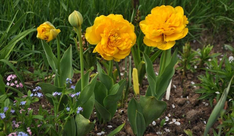 JN Tulipa