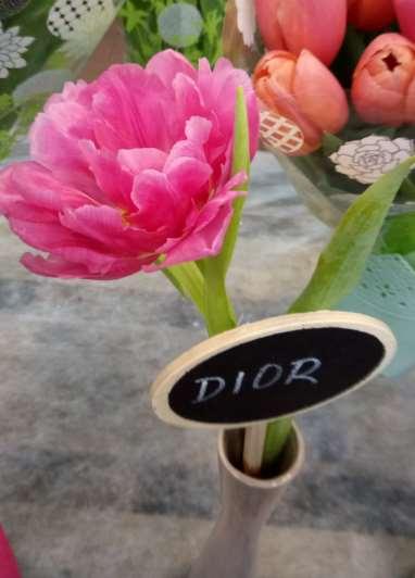 Tulipa 'Dior' 2:
