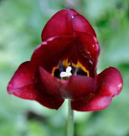 JN Triumph Tulip