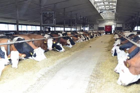4.2. Rolnická společnost Lesonice, a.s. živočišná výroba Mimo rostlinnou výrobu se společnost zabývá živočišnou výrobou, konkrétně produkcí mléka a hovězího masa.