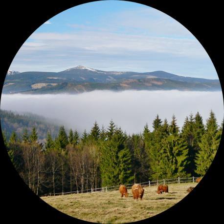 Do Dvorského lesa a k pevnosti Stachelberg Ze Žacléře se vydáme po zelené turistické trase Žacléřským hřbetem kolem Rýchorského kříže na hřeben Rýchor.