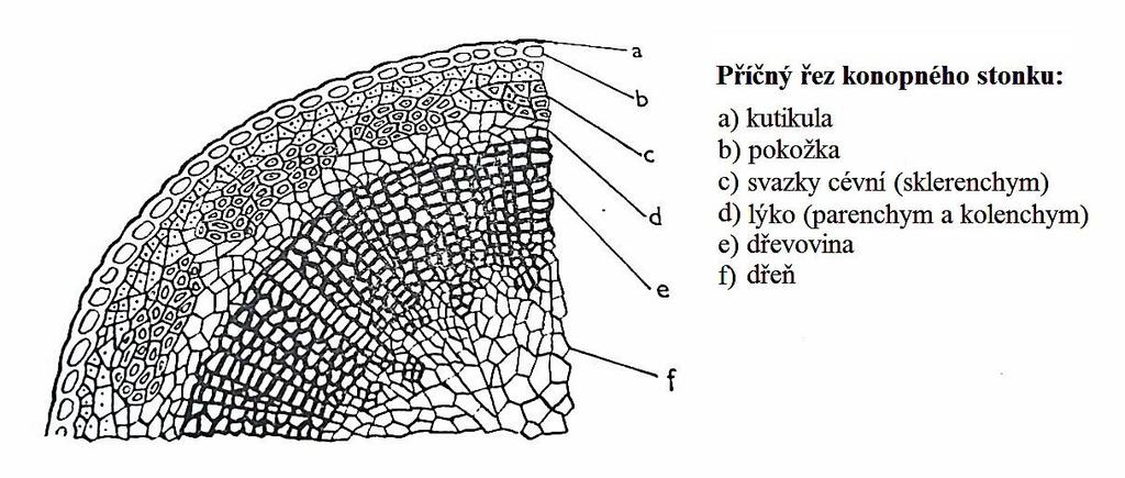 Dřevovina je hlavní části stonku.