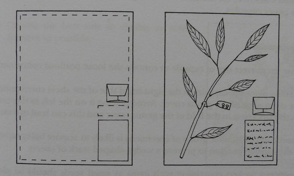 Tvorba herbářové položky při tvorbě herbářové položky je třeba mít na paměti že: 1) položka by měla poskytovat maxim údajů (listy rozložené do plochy, některé listy vzhůru rubem, jiné lícem ) 2)