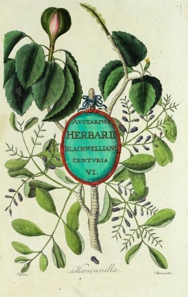 Herbářové sbírky herbář (herbarium) = v původním