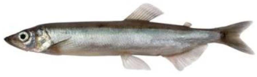 Catla catla, Labeo rohita Čísla 0302 a 0303: Rozšíření položek o další druhy pelagických