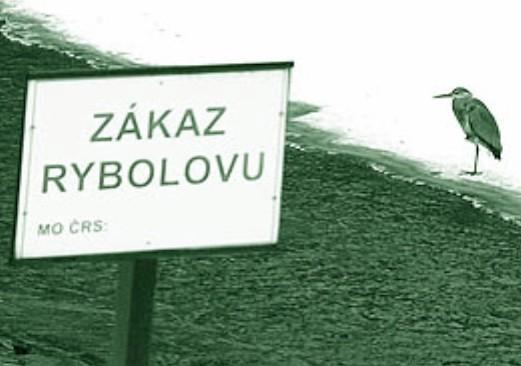 Opominemeli, že vysazování pstruha potočního v lovné míře neúměrně zatěžuje rozpočet příslušné místní organizace, tak ani v tomto případě nelze docílit kýženého efektu zatraktivnění revíru, neboť