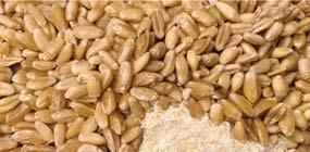 Whole Wheat Stupeň propečení  kg Voda 440 ml