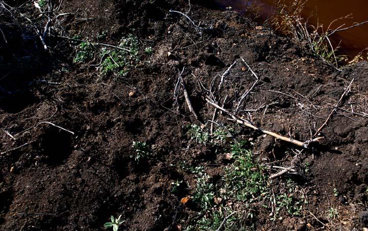 rovnoměrnější. Aplikace ve formě zábalů představuje lokální způsob termoterapie, která zároveň využívá reflexního účinku a přenosu tepla odtékající teplé žilní krve z pokožky.