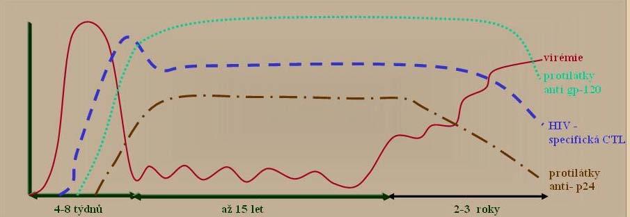 3.4. NEPŘÍMÝ PRŮKAZ Zaměřuje se na průkaz specifických protilátek HIV, které se objevují přibližně po prvním až třetím měsíci po expozici. Diagnostika těchto protilátek (Obr.č.
