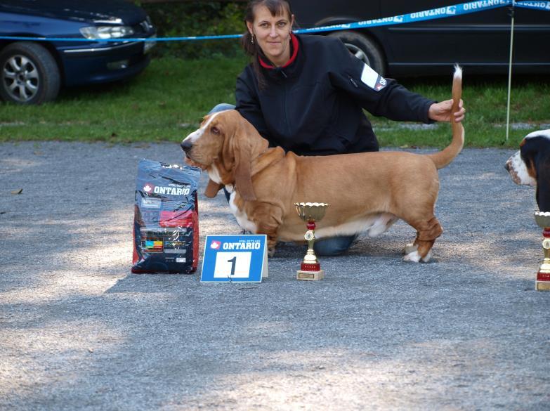 Basset Hound Psi - třída mladých 8 Attila z Hrošecké stráně VD 3 1.5.
