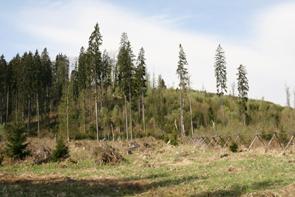 Šumava, vrch Stožec, 29.