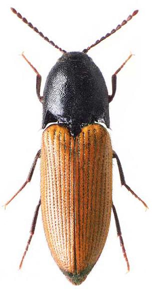 ]: Reitter 1918: 96. Elater borealis Palm, 1947: 164 (mladší primární homonymum). Elater borealis: Horion 1953: 189. Ampedus suecicus Palm, 1976: 140 (náhradní jméno) syn. nov.