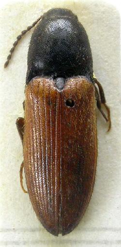 Elateridarium 12: 65-83, 2018 67 Ampedus karpathicus: Pettersson et al. 2010 1-5: (v novém pojetí). Ampedus suecicus: Pettersson et al. 2010: 1 (v synonymii s A. karpathicus).