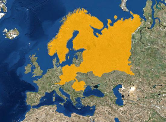 Elateridarium 12: 65-83, 2018 69 U druhu Ampedus pomorum se v Karpatech vyskytuje horská forma, která má tečkování štítu rovnoměrněji rozložené a tečky u předního okraje štítu nejsou tak velké, jako
