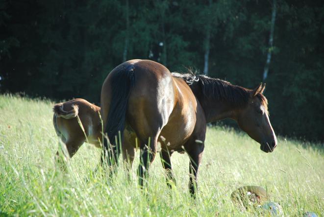 Srst a kůže zdravý kůň: srst krátká, lesklá, hladká, přiléhavá (x zimní srst)