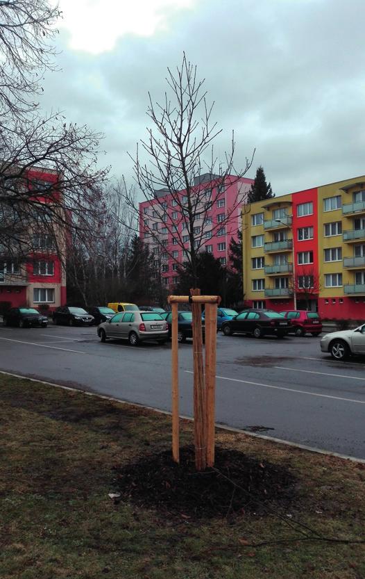 V průběhu listopadu a prosince 2017 a ledna a února 2018 proběhlo na některých místech ve městě kácení stromů.