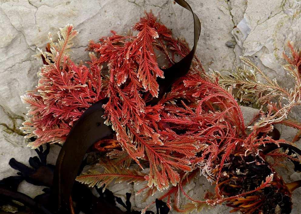 Oddělení Rhodophyta (ruduchy) Třída Florideophyceae Řád Corallinales stélky kalcifikují Corallina officinalis běžná v litorálu moří, tvoří rozsáhlé trávníky