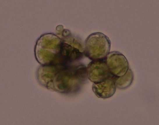 Třída Chlorophyceae (zelenivky) Řád Chaetophorales Apathococcus lobatus (zrněnka) jednobuněčná řasa tvořící krychlovité shluky a nepravidelné agregáty