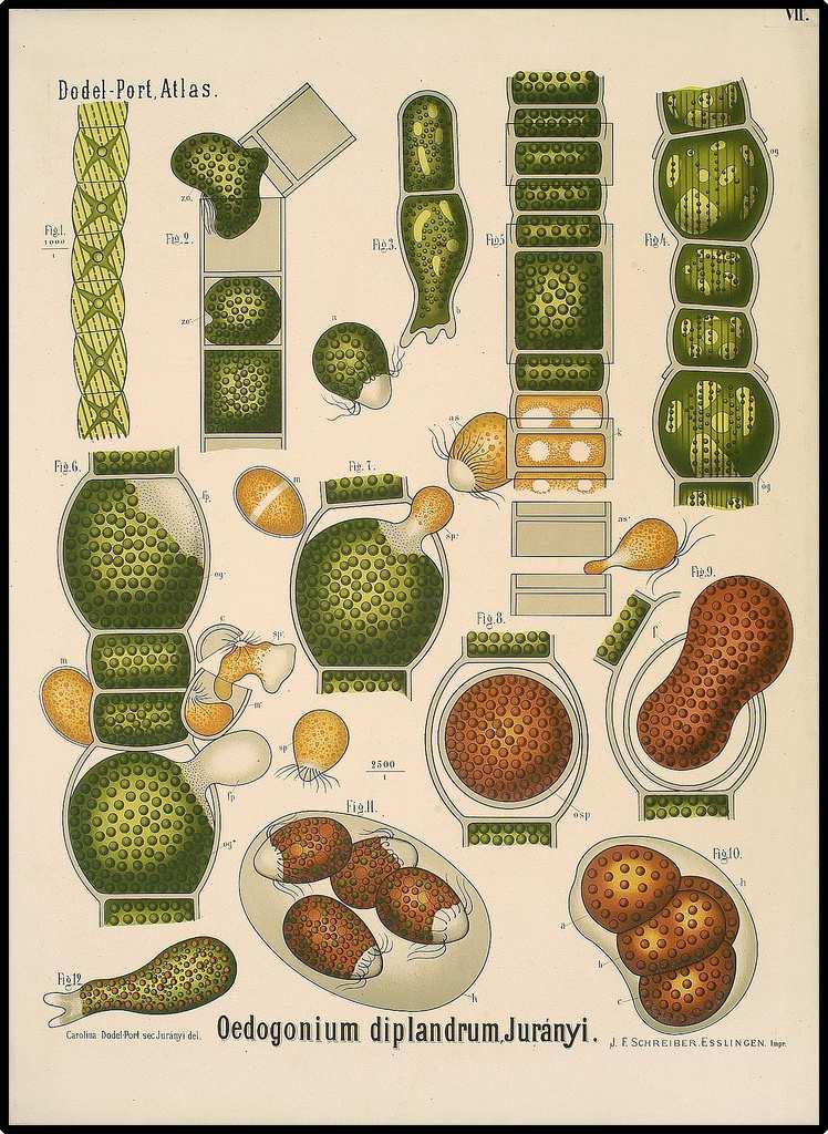 Třída Chlorophyceae (zelenivky)* Řád Oedogoniales (čapkoblanky) řasy sjednoduchými nebo rozvětvenými vlákny, které přisedají na ponořené substrátyv tůních a