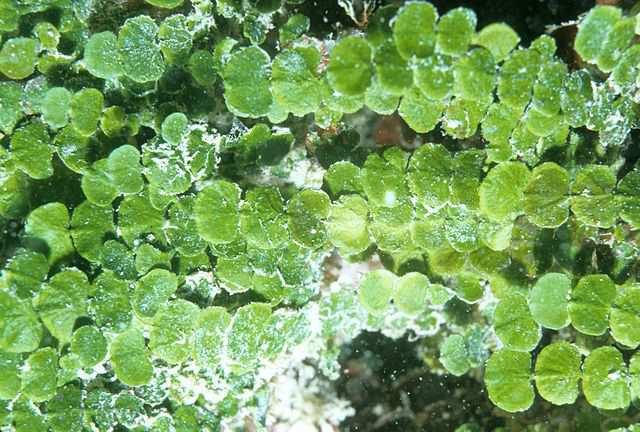 Třída Ulvophyceae (kadeřnatky) Řád Bryopsidales sifonální stélka tvaru rozvětvené trubice často značných rozměrů výskyt v teplých mořích některé inkrustované CaCO 3 podílí se na stavbě korálových