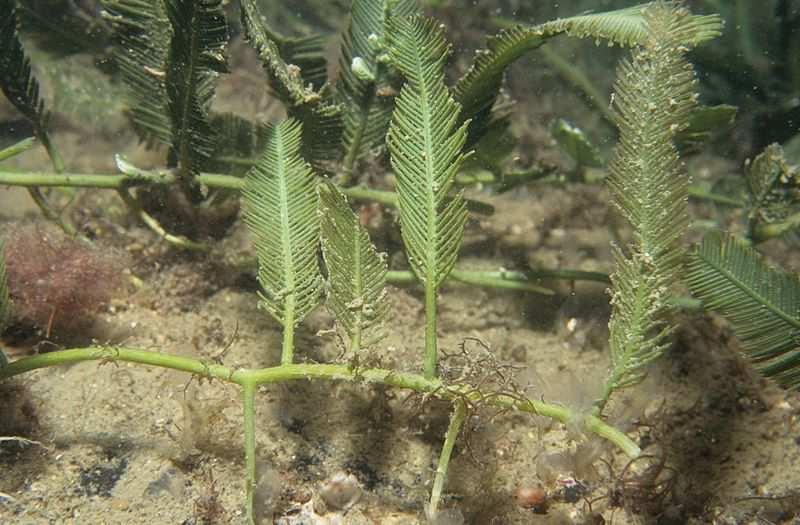 Třída Ulvophyceae (kadeřnatky)* Řád Bryopsidales Caulerpa taxifolia agresivně se šíří ve Středozemním moři původní v Karibiku Obrázek Derek Keats, CC BY 2.0 https://upload.wikimedia.