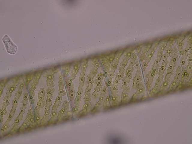 Třída Zygnematophyceae (spájivky) Řád Zygnematales(jařmatky) jednobuněčné řasy nebo nevětvená stélka na povrchu s vrstvou