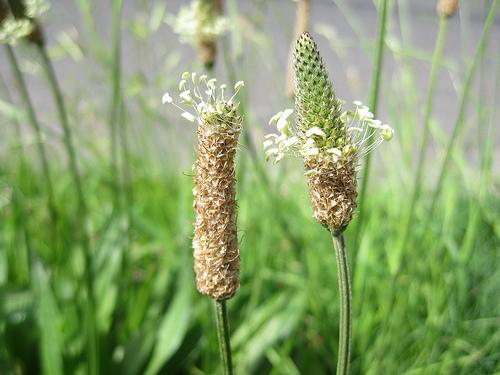 Psyllium je označení pro vlákninu z rostliny Plantago ovata jitrocel vejčitý (indický).